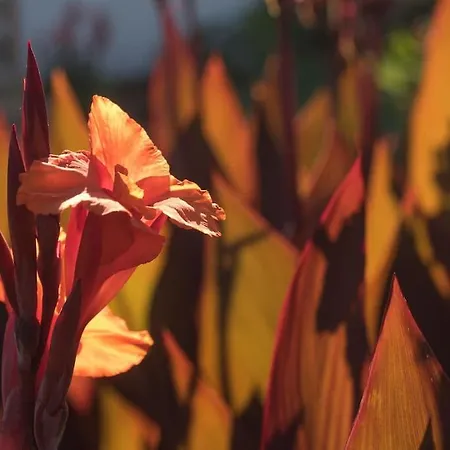 Casa Vina: A Spectacular Away From It Вилла Ля Оротава